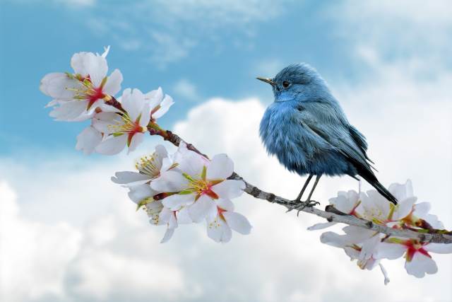 bird-8788491_1920.jpg bird-8788491_1920.jpg